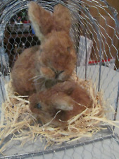 Mom baby rabbit for sale  Springfield