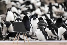 Tier pinguin steine gebraucht kaufen  Bremervörde