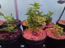 Japanese spindle tree for sale  McKeesport
