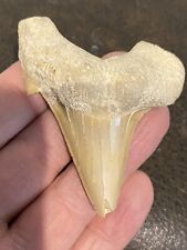 dinosaur tooth for sale  LONDON