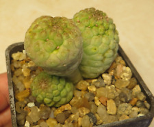 Trichocaulon aff cactiformis for sale  Shipping to United Kingdom