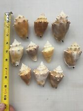 Sea Shells / Conch Shells / Strombus pugili? / Strombus alatus? for sale  Shipping to South Africa