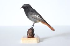 Taxidermy-hunting-chasse-präparat- Black Redstart with permit, used for sale  Shipping to South Africa