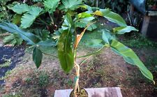 Philodendron mexicanum plant for sale  Hollywood