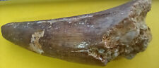 Spinosaurus tooth for sale  WESTON-SUPER-MARE