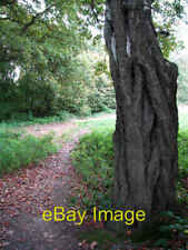 Foto 6x4 birke gebraucht kaufen  Versand nach Germany