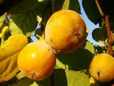 Diospyros virginiana american for sale  ST. ASAPH