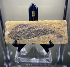 Fossil fish eocene for sale  Fort Lauderdale