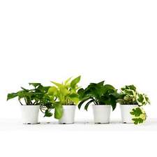 Different pothos plants for sale  Marshall