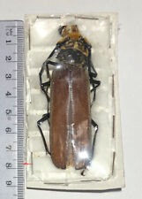 Prioninae ORTHOMEGAS MONNEI****large male 77 mm****Mexico, Chiapas for sale  Shipping to South Africa