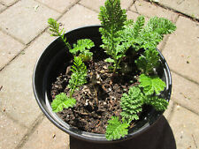 Lot tansy tanacetum for sale  Hartford