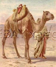 Camel desert exquisite for sale  Lake Villa