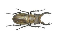 LUCANIDAE Lucanus sericeus ohbayashii 55mm+ From Laos for sale  Shipping to South Africa