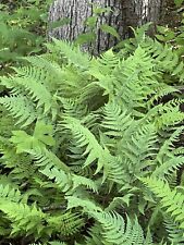 Leatherwood fern container for sale  Clarksville