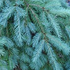 Blue douglas fir for sale  Elko