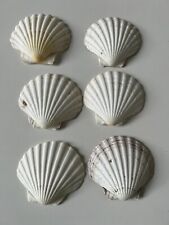 Scallop shells medium for sale  LONDON
