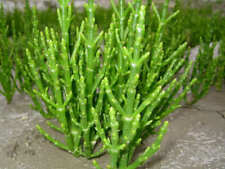 Sementes de salicórnia europaea Sarcocornia fruticosa glasswort pickleweed picklegrass comprar usado  Enviando para Brazil