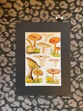 Mushroom botanical illustratio for sale  WALSALL