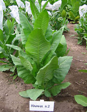 Tobacco seeds havana for sale  Shipping to Ireland