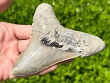 Indonesian megalodon sharks for sale  Coppell