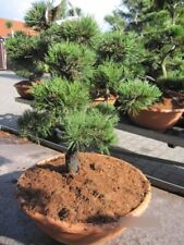 Pinus uncinata formschnitt gebraucht kaufen  Zetel