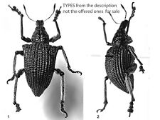 Used, CURCULIONIDAE  ENTIMUS SERPAFILHOI(2019 described)***** male  ****** BRAZIL for sale  Shipping to South Africa