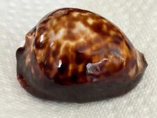 EXCEPTIONAL  - Cypraea Zoila thersites- 69mm - Australia, good data for sale  Shipping to South Africa