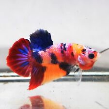 Peixe Betta Vivo - Macho - Koi Fancy Candy Multicolorido Meia Lua Cartaz (PKAPR28), usado comprar usado  Enviando para Brazil