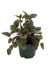 peperomia for sale  Wadsworth