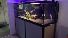 6ft fish tanks for sale  BRISTOL