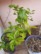 Pre bonsai limone usato  Macerata Campania