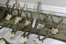 Roe deer antlers for sale  UTTOXETER