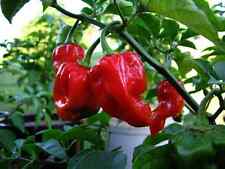 Peperoncino habanero tobago usato  Trappeto