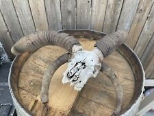 Horn jacob sheep for sale  Colfax