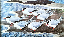.common terns windy for sale  NELSON