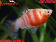 50x red tiger for sale  Ruskin