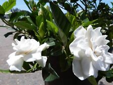Gardenia belmont extra for sale  USA