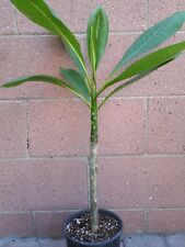 Rooted pink plumeria for sale  Cypress