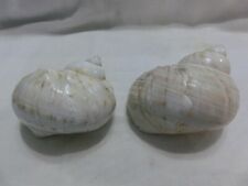 Decorative ceramic seashells for sale  MANSFIELD