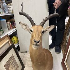 decorative antelope for sale  Concord