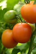 Tomato perfect flame for sale  Deford