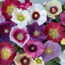 Hollyhock indian spring for sale  Phoenix