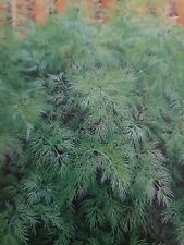 Dill herkules seeds for sale  Ireland