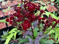 Dianthus barbatus monksilver for sale  PRESTON