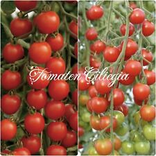Tomate ciliegia italienische gebraucht kaufen  , Ergolding