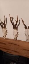 roe deer skull for sale  INVERNESS