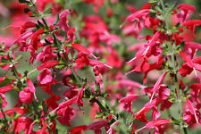 Salvia scarlet sage for sale  SALISBURY