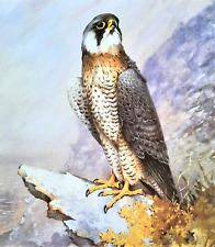 ` PEREGRINE FALCON SAT ON ROCK `1980s PRINT OF A PAINTING BY BENINGFIELD, used for sale  NELSON
