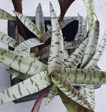 Ledebouria socialis scilla violacea tiger stripes 2 onion plants for sale  Shipping to South Africa