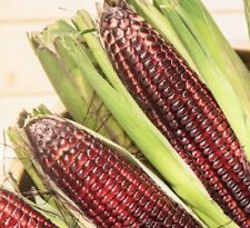 Indian corn seeds for sale  Beecher City